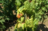 Aranyszínű sárgaság: a megelőzés a védekezés