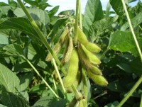 Szójatermelés: az import csökkentése a cél