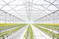 A jövő kertészete épül Szentesen